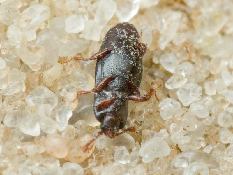 Cerylon histeroides (Fabricius, 1792)